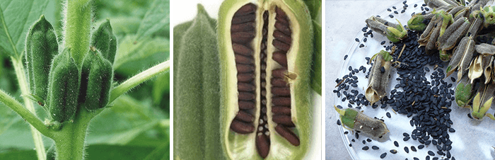 черный кунжут.png черный кунжут.png