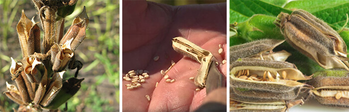 ����� ������.jpg