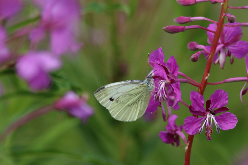 nature-3105327_1280.jpg