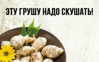 Топинамбур – земляная груша, которую стоит скушать